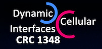 At the interface of cell fate and tissue dynamics