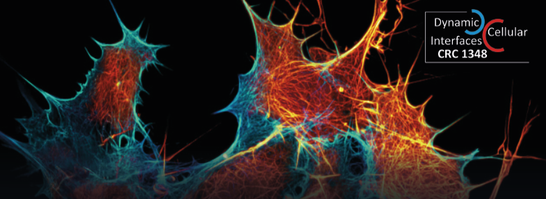 Mechanochemical Signals at Celluar Interfaces